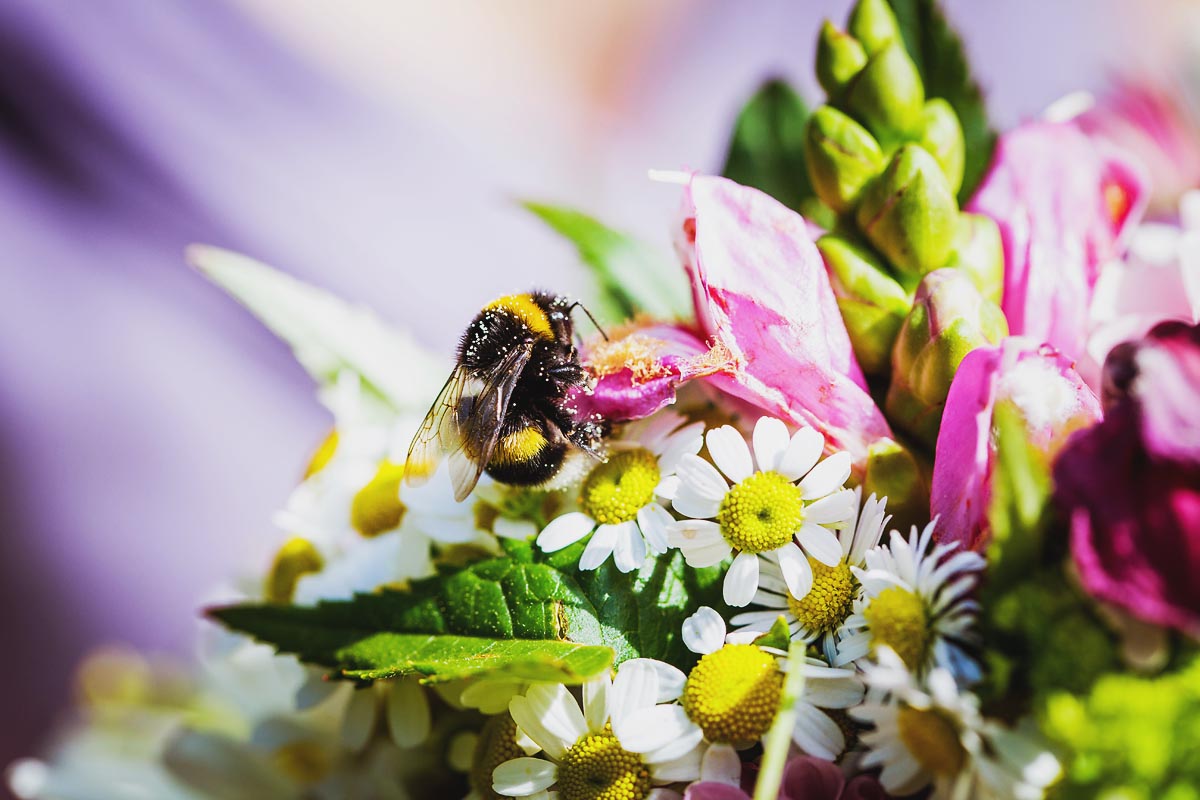 Biene an Blüten im Garten der Villa Liebermann Hochzeitsfotograf © www.henninghattendorf.de